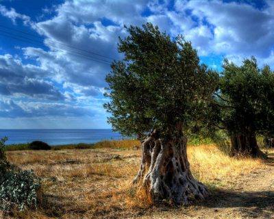 Ancient Olive Tree in Peleopolis - Andros Island
