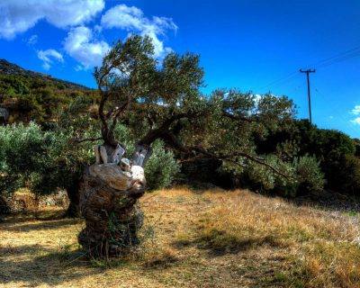Ancient Olive Tree in Peleopolis - Andros Island